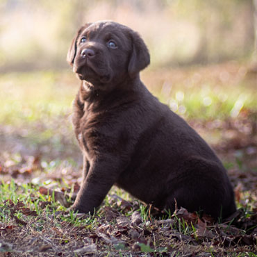 Clyde - Male